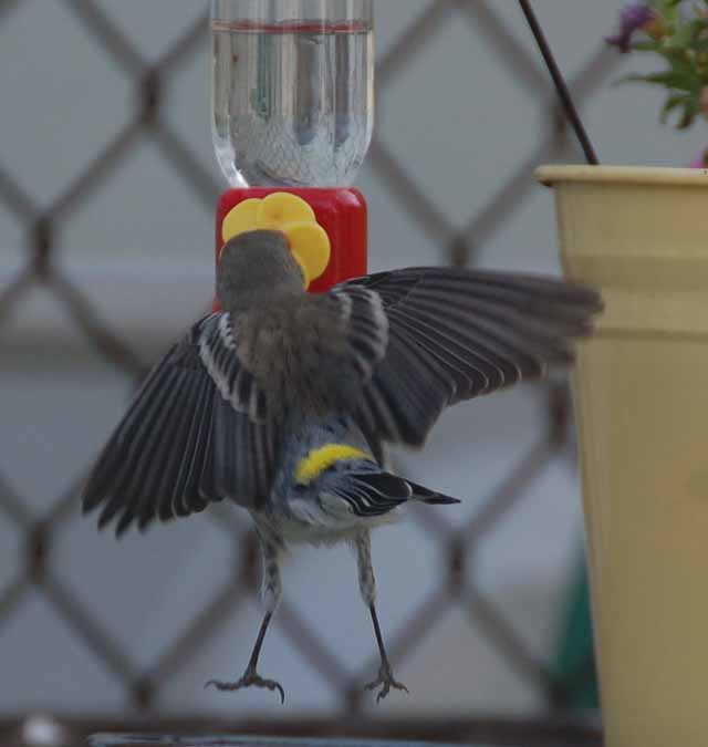 the yellow-rumped warbler